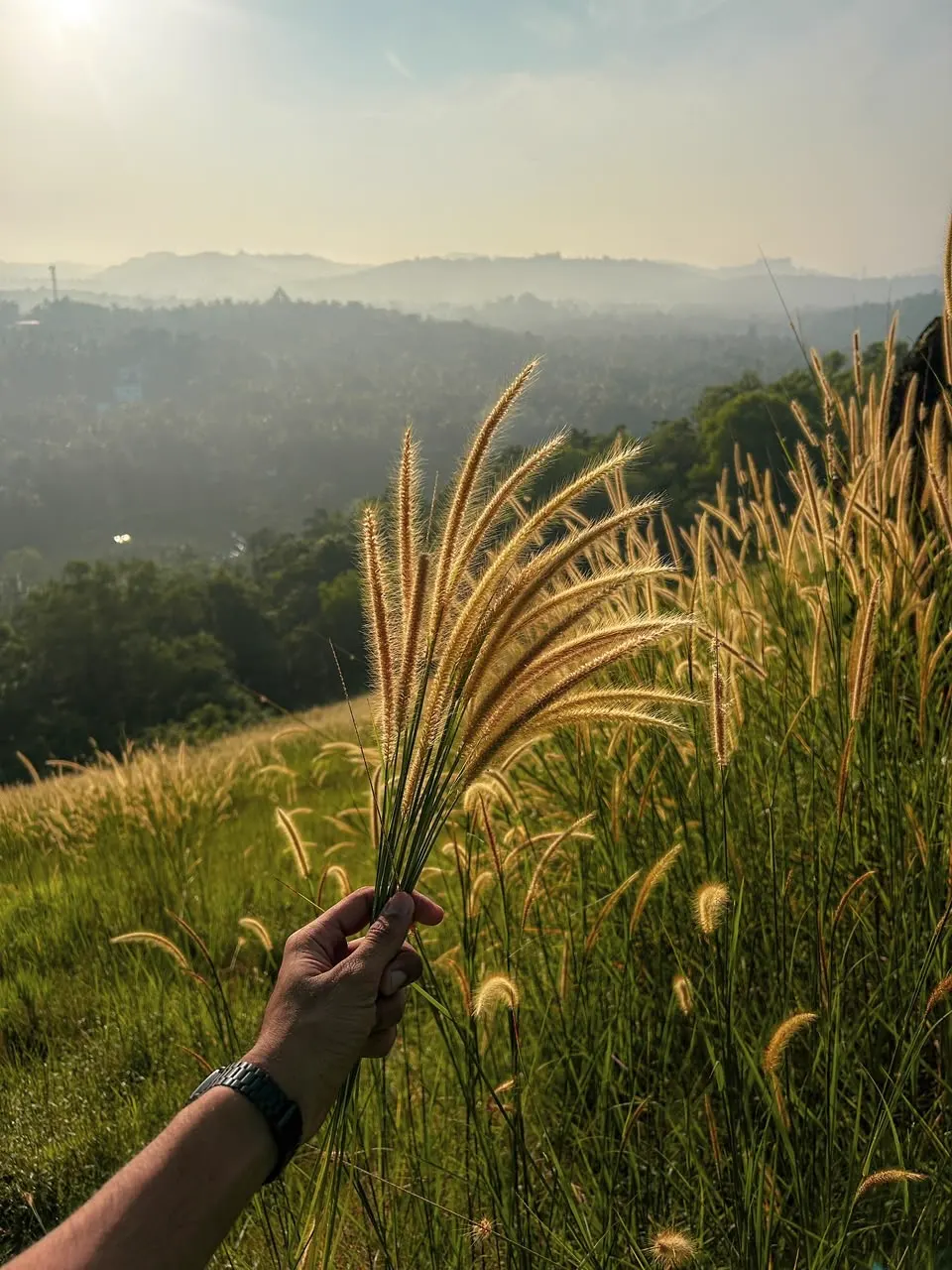 Original phone photo before the pixel stretch edit: a hand holding wild grass plumes backlit by golden-hour sun over a hazy valley